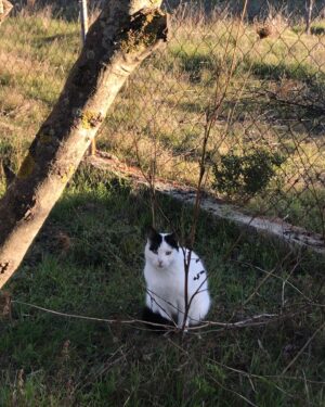 Laçin Ceylan Instagram - tatlı dert bunlar ama dert #kedi 
#cat #cats #catlover 
#catsofinstagram #green 
#nature #doğa 
#nature #tree 
#olive