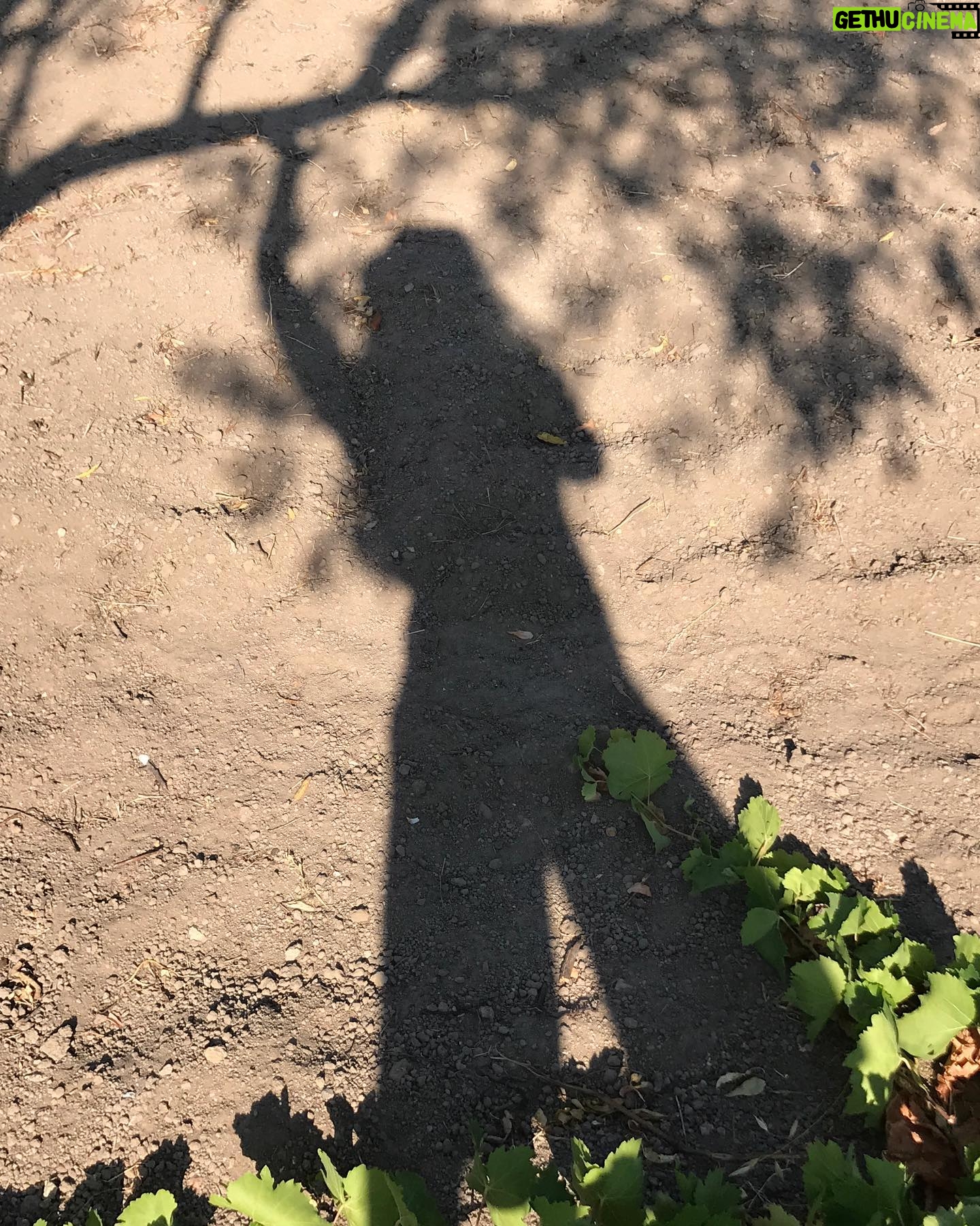 Laçin Ceylan - 3 Likes - aman da sabahın ilk gölgeleri 🍇
doğanın yanında biz neyiz ki 🍃 ancak terminatör ... kök kurutmada dibini kazımada üstümüze yok... o da beni kazımış görüntüde... tek gerçek; yeşildir ve dünyayı kaplayan toprak
#nature
#green
#earth
#shadow
#goodmorning