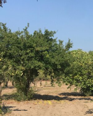 Laçin Ceylan Instagram - aman da sabahın ilk gölgeleri 🍇
doğanın yanında biz neyiz ki 🍃 ancak terminatör ... kök kurutmada dibini kazımada üstümüze yok... o da beni kazımış görüntüde... tek gerçek; yeşildir ve dünyayı kaplayan toprak 
#nature 
#green 
#earth
#shadow 
#goodmorning