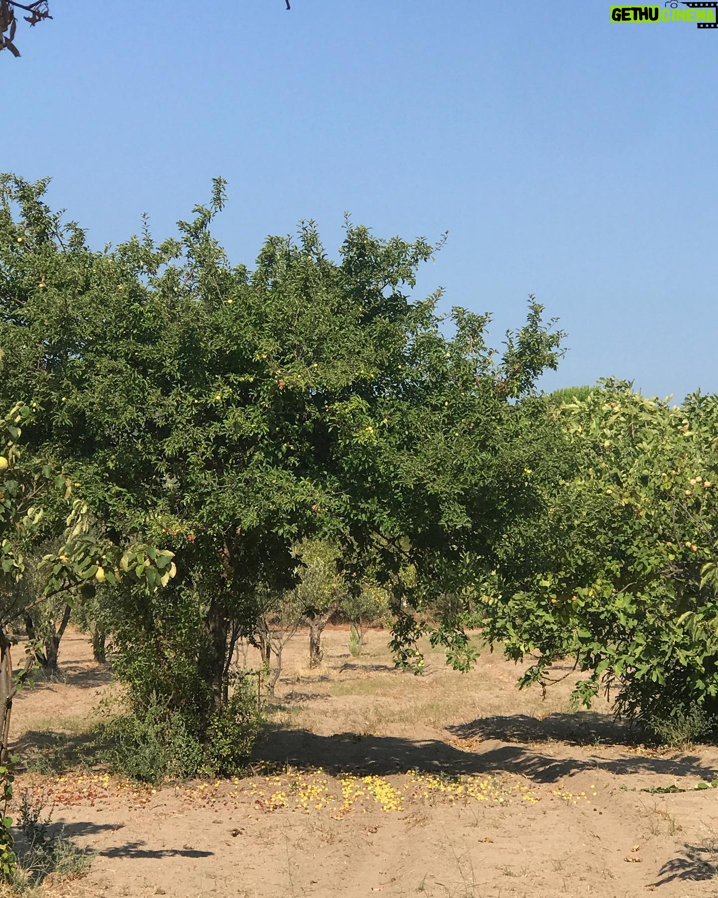 Laçin Ceylan - 3 Likes - aman da sabahın ilk gölgeleri 🍇
doğanın yanında biz neyiz ki 🍃 ancak terminatör ... kök kurutmada dibini kazımada üstümüze yok... o da beni kazımış görüntüde... tek gerçek; yeşildir ve dünyayı kaplayan toprak
#nature
#green
#earth
#shadow
#goodmorning