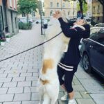 Laila Bagge Instagram - Fick besök idag på kontoret 🐶 @andrejborzoi