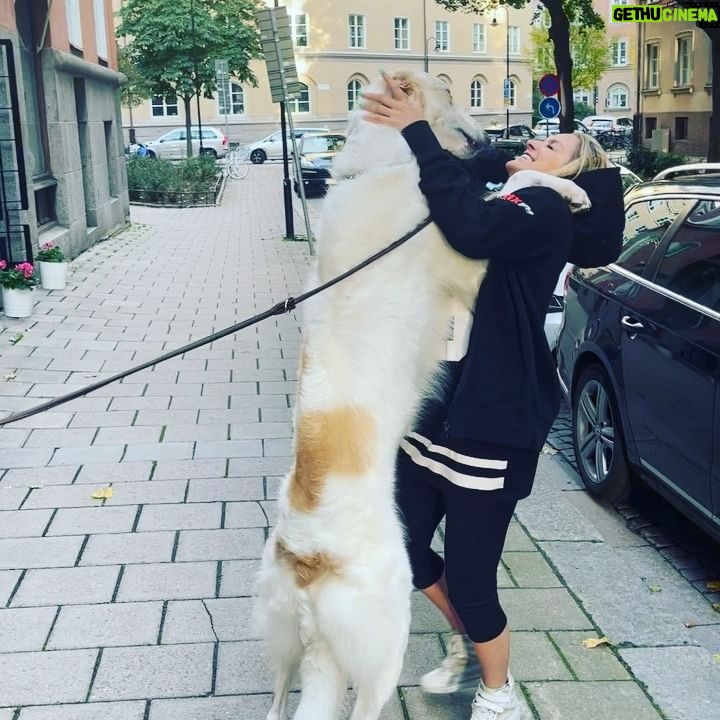 Laila Bagge - 7.3K Likes - Fick besök idag på kontoret 🐶 @andrejborzoi