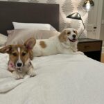 Lara Spencer Instagram – We adopted Betty two months ago today from the amazing North Shore Animal League here in NY-the world’s largest no kill shelter for Cats and Dogs.  To answer some typical questions people ask about rescues—how is she adjusting? Is she well behaved?  Why should we adopt rather than purchase a pet? —-hopefully these pictures speak for themselves ;). Welcome to the family crazy funny silly smart  Betty!