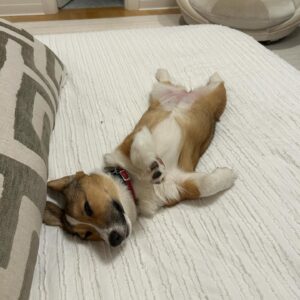 Lara Spencer Instagram - We adopted Betty two months ago today from the amazing North Shore Animal League here in NY-the world's largest no kill shelter for Cats and Dogs.  To answer some typical questions people ask about rescues---how is she adjusting? Is she well behaved?  Why should we adopt rather than purchase a pet? ----hopefully these pictures speak for themselves ;). Welcome to the family crazy funny silly smart  Betty!