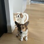 Lara Spencer Instagram – When I am really missing my kids–this sure does help.  Thank you @animalleague for bringing these two into our lives.  They crack us up and fill our hearts (and occasionally drive us crazy-but that’s what puppies do:). Rescues Rock.  Wouldn’t do it any other way.  #Riva #betty #northshoreanimalleagueamerica