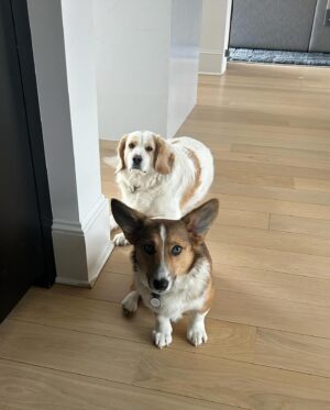 Lara Spencer Instagram - When I am really missing my kids--this sure does help.  Thank you @animalleague for bringing these two into our lives.  They crack us up and fill our hearts (and occasionally drive us crazy-but that's what puppies do:). Rescues Rock.  Wouldn't do it any other way.  #Riva #betty #northshoreanimalleagueamerica