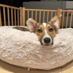 Lara Spencer Instagram - We adopted Betty two months ago today from the amazing North Shore Animal League here in NY-the world's largest no kill shelter for Cats and Dogs. To answer some typical questions people ask about rescues---how is she adjusting? Is she well behaved? Why should we adopt rather than purchase a pet? ----hopefully these pictures speak for themselves ;). Welcome to the family crazy funny silly smart Betty!