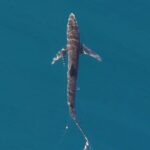 Laurène Arnoux Instagram - Requin et petit piaf ?! C’est quoi cette journée de ouf 🤯 On continue la recherche des requins pèlerins avec @assoailerons 🦈