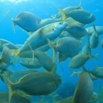 Laurène Arnoux Instagram - Aujourd’hui on emmène @maghla_ voir les poissons 🪸