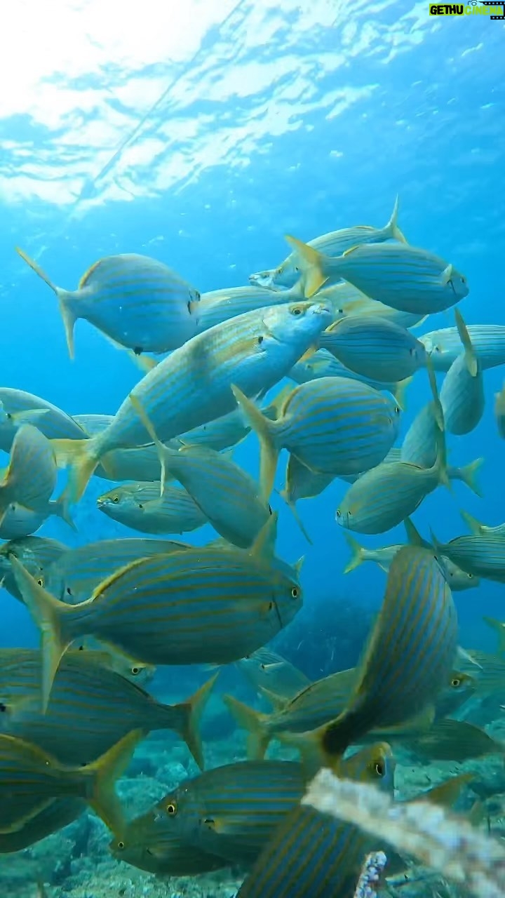 Laurène Arnoux Instagram - Aujourd’hui on emmène @maghla_ voir les poissons 🪸