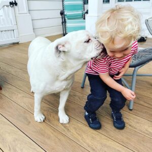 Laura Bell Bundy Instagram - Today we said goodbye to our beloved bulldog Polly. Most bulldogs don’t jump fences and live till they’re 14, but Polly did. She had the spirit of a puppy her whole life, spry, energetic, loving. She had some real FOMO and never wanted to miss an opportunity to socialize or meet a new human she could love on.  She LOVED people. She’d try to sleep on my face sometimes.  She could do paw and kiss on command. She was such a good listener.  She was such a pretty pup. That FACE! When Thom and I met, she was there, when we married, when we had Huck, she was there . Huck’s first word was ‘Dog’ bc he loved Polly.  Polly has always been there. It’s going to feel so empty without her.  She will always be missed and always in my heart. I love you Polly Wally doodle. 💔 #puppylove