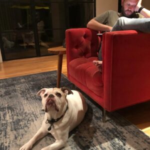 Laura Bell Bundy Instagram - Today we said goodbye to our beloved bulldog Polly. Most bulldogs don’t jump fences and live till they’re 14, but Polly did. She had the spirit of a puppy her whole life, spry, energetic, loving. She had some real FOMO and never wanted to miss an opportunity to socialize or meet a new human she could love on.  She LOVED people. She’d try to sleep on my face sometimes.  She could do paw and kiss on command. She was such a good listener.  She was such a pretty pup. That FACE! When Thom and I met, she was there, when we married, when we had Huck, she was there . Huck’s first word was ‘Dog’ bc he loved Polly.  Polly has always been there. It’s going to feel so empty without her.  She will always be missed and always in my heart. I love you Polly Wally doodle. 💔 #puppylove