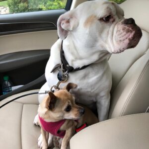 Laura Bell Bundy Instagram - Today we said goodbye to our beloved bulldog Polly. Most bulldogs don’t jump fences and live till they’re 14, but Polly did. She had the spirit of a puppy her whole life, spry, energetic, loving. She had some real FOMO and never wanted to miss an opportunity to socialize or meet a new human she could love on.  She LOVED people. She’d try to sleep on my face sometimes.  She could do paw and kiss on command. She was such a good listener.  She was such a pretty pup. That FACE! When Thom and I met, she was there, when we married, when we had Huck, she was there . Huck’s first word was ‘Dog’ bc he loved Polly.  Polly has always been there. It’s going to feel so empty without her.  She will always be missed and always in my heart. I love you Polly Wally doodle. 💔 #puppylove