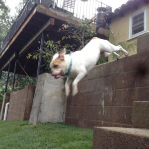 Laura Bell Bundy Instagram - Today we said goodbye to our beloved bulldog Polly. Most bulldogs don’t jump fences and live till they’re 14, but Polly did. She had the spirit of a puppy her whole life, spry, energetic, loving. She had some real FOMO and never wanted to miss an opportunity to socialize or meet a new human she could love on.  She LOVED people. She’d try to sleep on my face sometimes.  She could do paw and kiss on command. She was such a good listener.  She was such a pretty pup. That FACE! When Thom and I met, she was there, when we married, when we had Huck, she was there . Huck’s first word was ‘Dog’ bc he loved Polly.  Polly has always been there. It’s going to feel so empty without her.  She will always be missed and always in my heart. I love you Polly Wally doodle. 💔 #puppylove