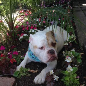 Laura Bell Bundy Instagram - Today we said goodbye to our beloved bulldog Polly. Most bulldogs don’t jump fences and live till they’re 14, but Polly did. She had the spirit of a puppy her whole life, spry, energetic, loving. She had some real FOMO and never wanted to miss an opportunity to socialize or meet a new human she could love on.  She LOVED people. She’d try to sleep on my face sometimes.  She could do paw and kiss on command. She was such a good listener.  She was such a pretty pup. That FACE! When Thom and I met, she was there, when we married, when we had Huck, she was there . Huck’s first word was ‘Dog’ bc he loved Polly.  Polly has always been there. It’s going to feel so empty without her.  She will always be missed and always in my heart. I love you Polly Wally doodle. 💔 #puppylove