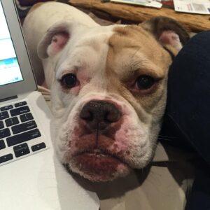Laura Bell Bundy Instagram - Today we said goodbye to our beloved bulldog Polly. Most bulldogs don’t jump fences and live till they’re 14, but Polly did. She had the spirit of a puppy her whole life, spry, energetic, loving. She had some real FOMO and never wanted to miss an opportunity to socialize or meet a new human she could love on.  She LOVED people. She’d try to sleep on my face sometimes.  She could do paw and kiss on command. She was such a good listener.  She was such a pretty pup. That FACE! When Thom and I met, she was there, when we married, when we had Huck, she was there . Huck’s first word was ‘Dog’ bc he loved Polly.  Polly has always been there. It’s going to feel so empty without her.  She will always be missed and always in my heart. I love you Polly Wally doodle. 💔 #puppylove