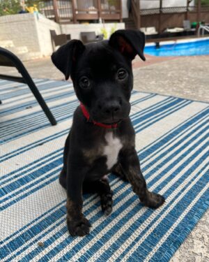 Laura Slade Wiggins Instagram - My lil nephew is still looking for his forever home!! He’s about 12 weeks old, and he does great in his crate! Bowler is really sweet with my baby girl and loves to cuddle. He is available through the @fayettehumane website! Make sure to apply soon if you are looking for a very sweet baby! #fosterdog #adoptme