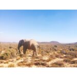 Laura Berlin Instagram - #safari #southafrica
