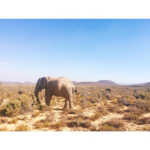 Laura Berlin Instagram - #safari #southafrica