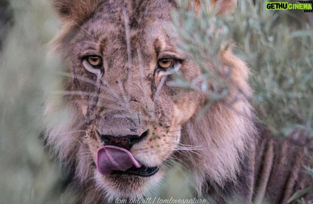Laura Carmichael Instagram - This is Larry the lion 📷 by my bro @tomlovesnature Check out his page to see his amazing wildlife pics. #wildlifephotography #talentedbro