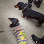 Laura Carmichael Instagram - The sausage dogs have spoken #putittothepeople 🇪🇺