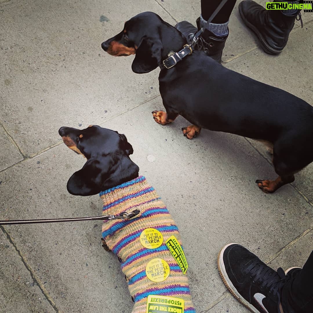 Laura Carmichael Instagram - The sausage dogs have spoken #putittothepeople 🇪🇺