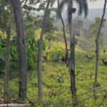 Laura Gómez Instagram - Dominican country side || La tranquilidad del campo 🇩🇴