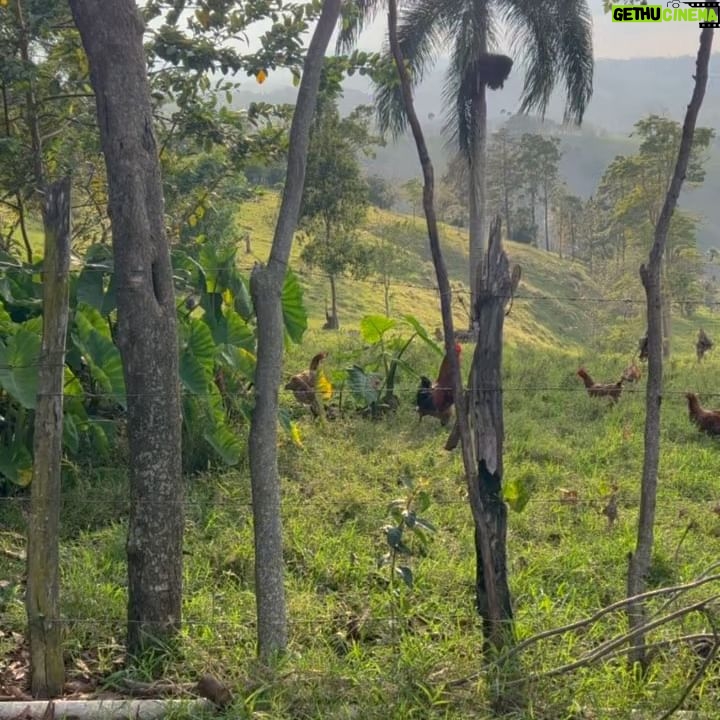 Laura Gómez Instagram - Dominican country side || La tranquilidad del campo 🇩🇴