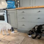 Laura Kenny Instagram - As an athlete, I understand the importance of good nutrition and exercise. This is something my dogs benefit from too – I only want the best for them, which is why I feed them ORIJEN – it provides people like me peace of mind that I am giving my pets the optimal nutrition to keep them happy, healthy, and strong 🐶🦴 #appetiteforadventure @orijen_uk_ireland #ad