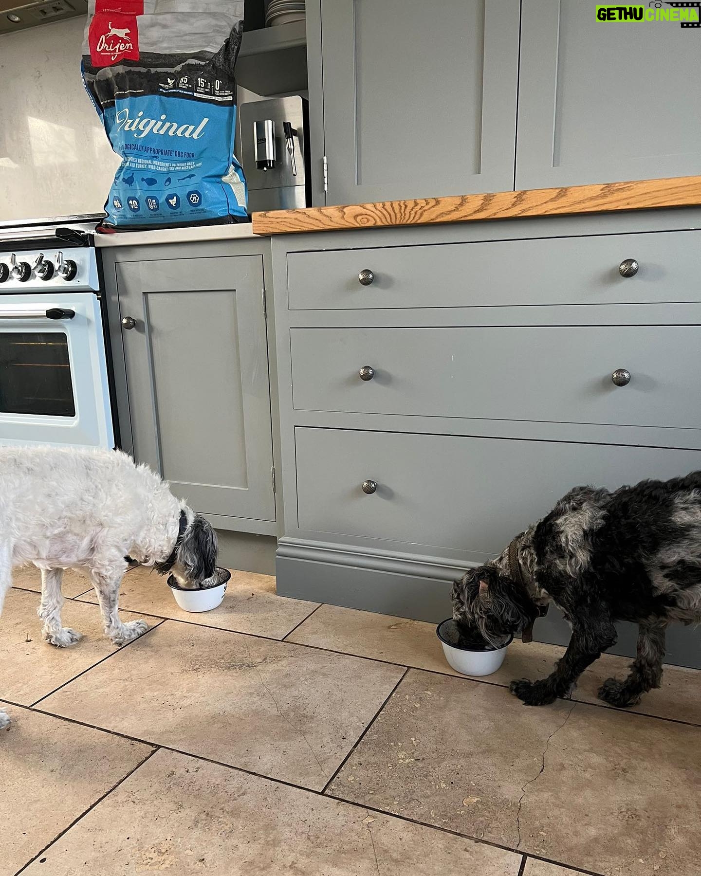 Laura Kenny Instagram - As an athlete, I understand the importance of good nutrition and exercise. This is something my dogs benefit from too β I only want the best for them, which is why I feed them ORIJEN β it provides people like me peace of mind that I am giving my pets the optimal nutrition to keep them happy, healthy, and strong πΆπ¦΄ #appetiteforadventure @orijen_uk_ireland #ad