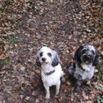 Laura Kenny Instagram – Nothing I love more than taking Sprolo and Pringle out on escapades! While ensuring they get enough exercise and mental stimulation from different outdoor activities, I also make sure they’re properly fed with nutrient-dense and biologically appropriate food, to fuel their #AppetiteForAdventure @orijen_uk_ireland #AD