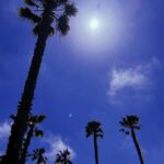Laura Lentz Instagram - i have looked at these palm trees everyday for the past few months & there are many symbolic meanings to these amazing trees. a few that have resonated with me during this season of my life: they are strong, can weather the biggest storms, they always grow upwards. freedom, righteousness, reward, resurrection just to name a few... i have taken time away from social media because it was not good for my soul, i have blocked & deleted more people & comments than i can count. trolls are cowards, SOME “Christians” are anything but kind, gracious, or loving...but that won’t stop me from growing upwards & getting stronger. i have learnt a lot about myself over the past few months. now more than ever i know the kindness of God, His grace, forgiveness & strength. i have found true friendships- the ones who have been with me on the mountaintops are the same ones who are with me during my darkest valley!! i will not forget who abandoned us, but i choose to keep my heart free of bitterness & remain thankful for those that have stayed & loved us. i don’t want to judge others nor do i want to be judged... one thing a friend told me during this time is, “i would rather be accused of being too gracious toward someone, over being accused of judging someone too harshly”... i want to be known as a woman who sees the good in people & truly loves people unconditionally... #youcanonlychangeyou #lovewins #growupwards