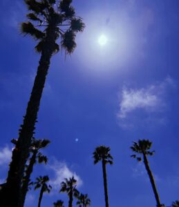 Laura Lentz Instagram - i have looked at these palm trees everyday for the past few months & there are many symbolic meanings to these amazing trees. a few that have resonated with me during this season of my life: they are strong, can weather the biggest storms, they always grow upwards. freedom, righteousness, reward, resurrection just to name a few... i have taken time away from social media because it was not good for my soul, i have blocked & deleted more people & comments than i can count. trolls are cowards, SOME “Christians” are anything but kind, gracious, or loving...but that won’t stop me from growing upwards & getting stronger. i have learnt a lot about myself over the past few months. now more than ever i know the kindness of God, His grace, forgiveness & strength. i have found true friendships- the ones who have been with me on the mountaintops are the same ones who are with me during my darkest valley!! i will not forget who abandoned us, but i choose to keep my heart free of bitterness & remain thankful for those that have stayed & loved us. i don’t want to judge others nor do i want to be judged... one thing a friend told me during this time is, “i would rather be accused of being too gracious toward someone, over being accused of judging someone too harshly”... i want to be known as a woman who sees the good in people & truly loves people unconditionally... #youcanonlychangeyou #lovewins #growupwards