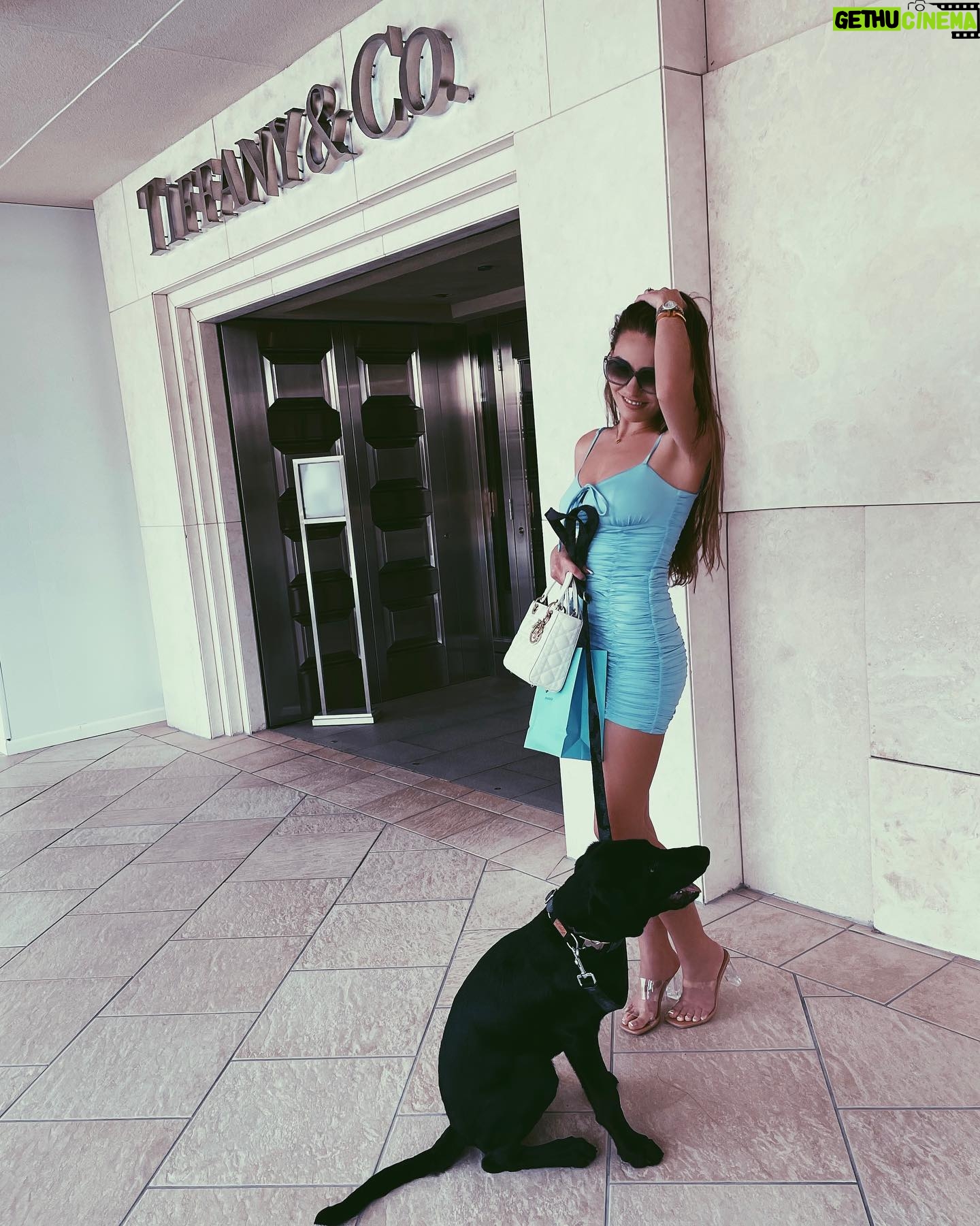 Laura Müller - 20.7K Likes - my Tiffany dog🥺💙 Tigers first time at @tiffanyandco