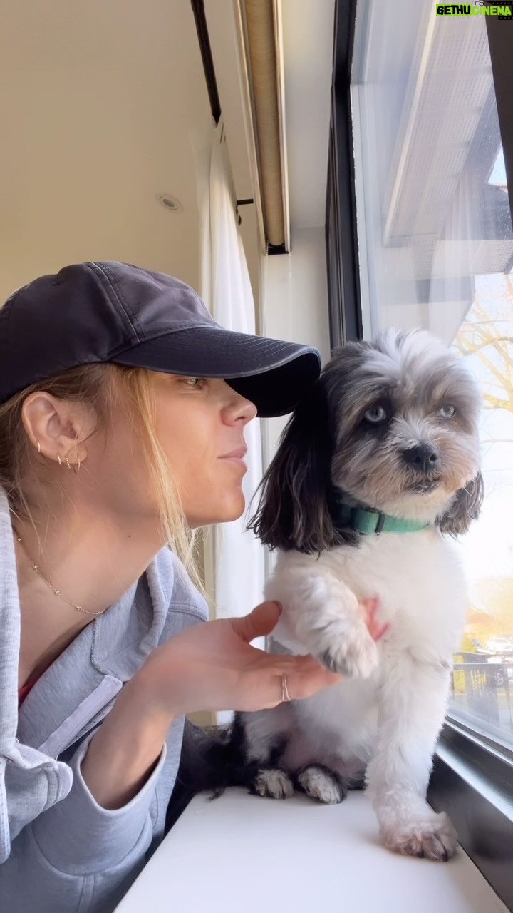 Laura Vandervoort Instagram - Grateful for every year we get together. Little Franks will be 12 this year. That means we’ve spent 10 years together. She changed my life and I am forever grateful for her. Thank you @lhasahappyhomes 🫶🏻 @frankie_blueeyes