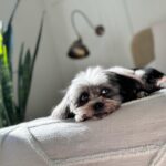 Laura Vandervoort Instagram - 🎉🥰🎉🎂 Frankie. Franklin. Bubs. Baby girl. Peanut. Franks. It’s your (approximate) birthday today. It’s your ‘Got You Day.’ 10 years ago today, @frankie_blueeyes looked up at me from an adoption rescue day in Los Angeles through @lhasahappyhomes 10 years ago we locked eyes. You were the loudest dog there. I asked if I could pick you up. When I did, you snuggled in and stopped barking &I knew it was you I’d been looking for. You made sure you got my attention (and you still do this) and I immediately asked if I could take you home that day. I wasn’t letting you out of my sight again. I was told they found you downtown Los Angeles under a bus stop. Your hair was matted to your face and overgrown. I wondered who could ever let you go. Your human eyes and your spunky personality. But it didn’t matter, because you found your way home. We have been through ALL of the ups and downs together. Traveled all over. You’ve been on movie sets, airplanes and more. You have been my constant companion. My joy. My baby girl. The vet said you were about 2 years old the day I brought you home, so today… you’re (about) 12! Wow, 12! You still have so much spunk and personality. You pee like a male dog & have the confidence of a Rottweiler. You bark at squirrels (and have caught 2 which made me panic but they got away 🤣.) You love to just sit in the yard and stare at the sky. You’ve made my life a thousand times better being in it. Taught me how to care for another living creature and how to be a little more patient. You’re my soul-dog. I’d do literally anything for you. My main goal in buying my first home was purely so that you would have a yard to sit in and stare at squirrels and birds, and you do. 🥰 Thank you for choosing me to be your Momma. Happy Birthday to the bestest girl. I love you with all my heart.
