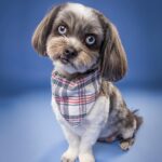Laura Vandervoort Instagram - 🎉🥰🎉🎂 Frankie. Franklin. Bubs. Baby girl. Peanut. Franks. It’s your (approximate) birthday today. It’s your ‘Got You Day.’ 10 years ago today, @frankie_blueeyes looked up at me from an adoption rescue day in Los Angeles through @lhasahappyhomes 10 years ago we locked eyes. You were the loudest dog there. I asked if I could pick you up. When I did, you snuggled in and stopped barking &I knew it was you I’d been looking for. You made sure you got my attention (and you still do this) and I immediately asked if I could take you home that day. I wasn’t letting you out of my sight again. I was told they found you downtown Los Angeles under a bus stop. Your hair was matted to your face and overgrown. I wondered who could ever let you go. Your human eyes and your spunky personality. But it didn’t matter, because you found your way home. We have been through ALL of the ups and downs together. Traveled all over. You’ve been on movie sets, airplanes and more. You have been my constant companion. My joy. My baby girl. The vet said you were about 2 years old the day I brought you home, so today… you’re (about) 12! Wow, 12! You still have so much spunk and personality. You pee like a male dog & have the confidence of a Rottweiler. You bark at squirrels (and have caught 2 which made me panic but they got away 🤣.) You love to just sit in the yard and stare at the sky. You’ve made my life a thousand times better being in it. Taught me how to care for another living creature and how to be a little more patient. You’re my soul-dog. I’d do literally anything for you. My main goal in buying my first home was purely so that you would have a yard to sit in and stare at squirrels and birds, and you do. 🥰 Thank you for choosing me to be your Momma. Happy Birthday to the bestest girl. I love you with all my heart.