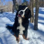 Laura Vandervoort Instagram - With the pups up north. Little @frankie_blueeyes doesn’t love the cold. She prefers her throne and a fire. Ted thrives in it. But Ted also screamed while he 💩’d because he ate wood chips which (surprise surprise) weren’t as fun coming out as they were going in for him. 😂