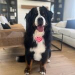 Laura Vandervoort Instagram - When the big boy gets a bath and new cut (complete with a Valentine’s bandana) you do a photoshoot obviously 😂 . Frankie didn’t understand why the photos weren’t of her so she joined in for a few 😂