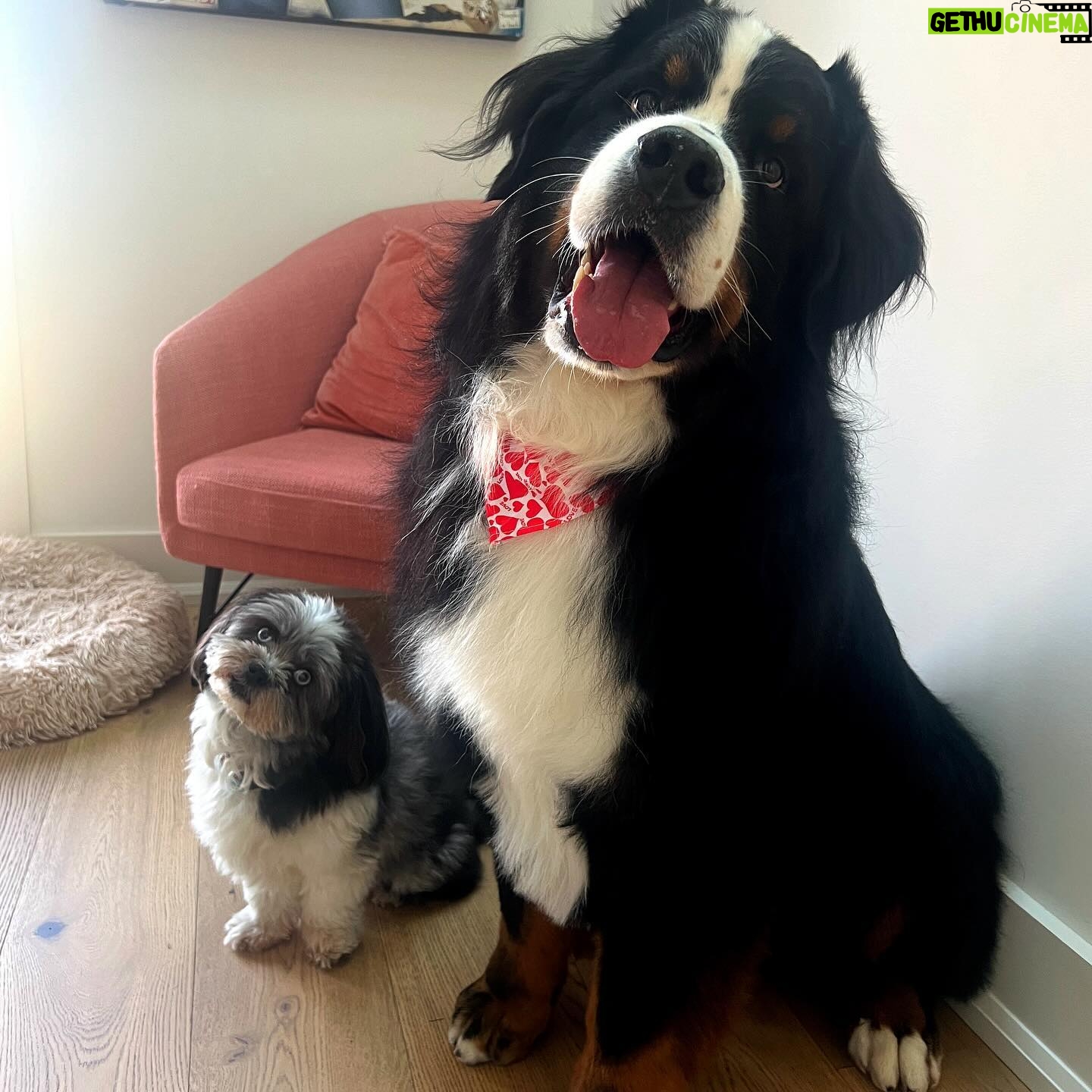 Laura Vandervoort Instagram - When the big boy gets a bath and new cut (complete with a Valentine’s bandana) you do a photoshoot obviously 😂 . Frankie didn’t understand why the photos weren’t of her so she joined in for a few 😂