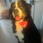 Laura Vandervoort Instagram - When the big boy gets a bath and new cut (complete with a Valentine’s bandana) you do a photoshoot obviously 😂 . Frankie didn’t understand why the photos weren’t of her so she joined in for a few 😂