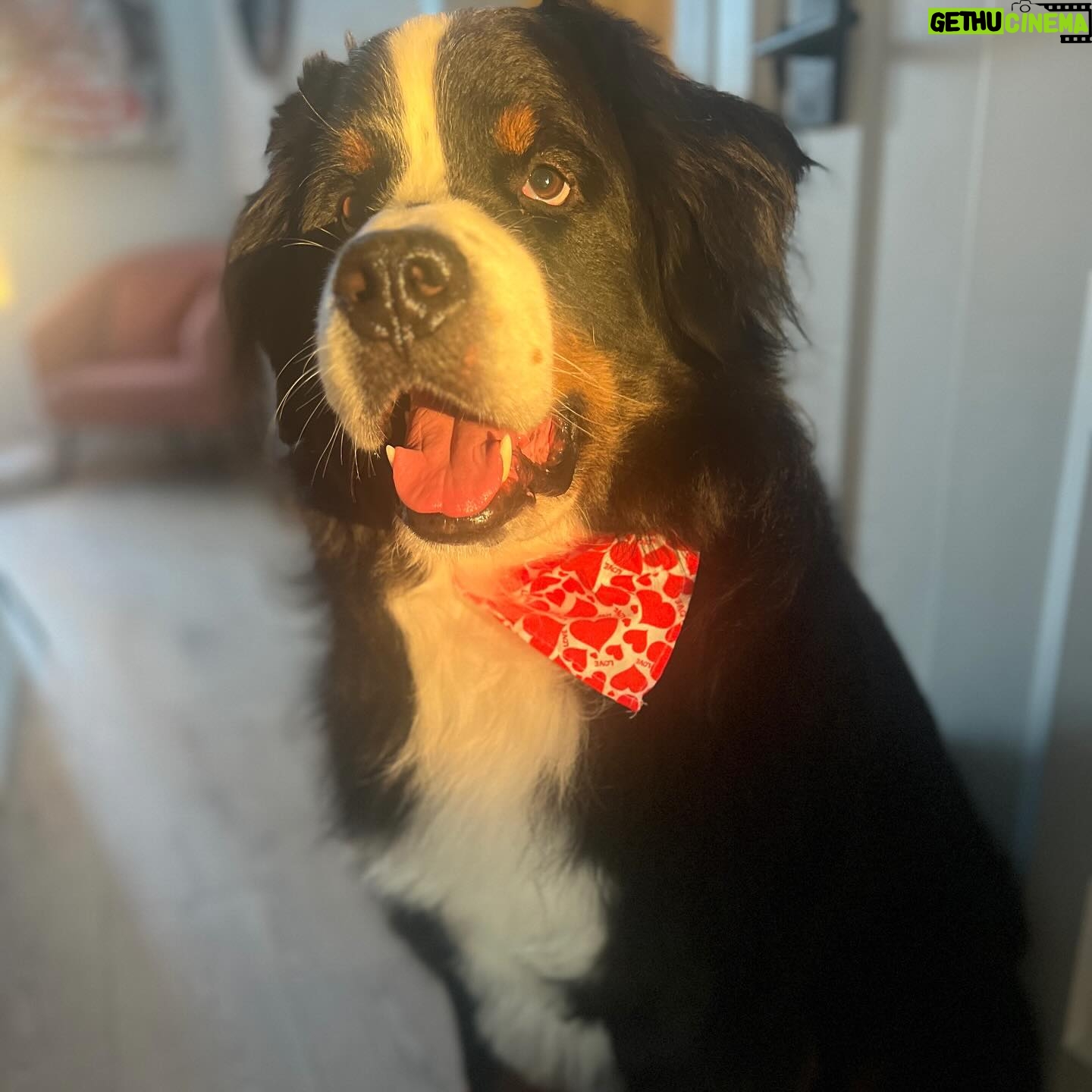 Laura Vandervoort Instagram - When the big boy gets a bath and new cut (complete with a Valentine’s bandana) you do a photoshoot obviously 😂 . Frankie didn’t understand why the photos weren’t of her so she joined in for a few 😂