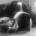 Laura Vandervoort Instagram - A little ‘boop’ for your Monday. #TedTheBernese