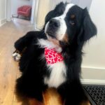 Laura Vandervoort Instagram - When the big boy gets a bath and new cut (complete with a Valentine’s bandana) you do a photoshoot obviously 😂 . Frankie didn’t understand why the photos weren’t of her so she joined in for a few 😂