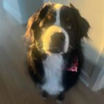 Laura Vandervoort Instagram - When the big boy gets a bath and new cut (complete with a Valentine’s bandana) you do a photoshoot obviously 😂 . Frankie didn’t understand why the photos weren’t of her so she joined in for a few 😂