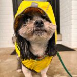 Laura Vandervoort Instagram - Glad the ☀️ finally came out after four days of torrential downpour rain. Couldn’t take seeing this face for four days straight… 😂 ☔️