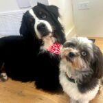 Laura Vandervoort Instagram - When the big boy gets a bath and new cut (complete with a Valentine’s bandana) you do a photoshoot obviously 😂 . Frankie didn’t understand why the photos weren’t of her so she joined in for a few 😂