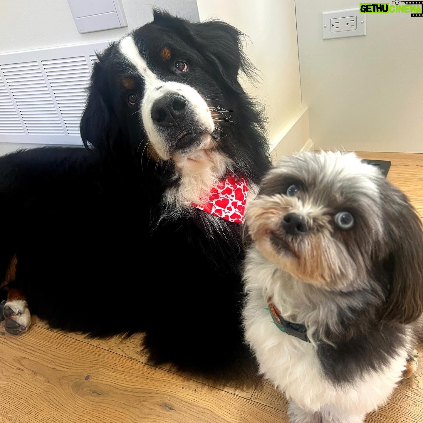 Laura Vandervoort Instagram - When the big boy gets a bath and new cut (complete with a Valentine’s bandana) you do a photoshoot obviously 😂 . Frankie didn’t understand why the photos weren’t of her so she joined in for a few 😂