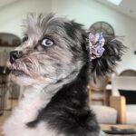 Laura Vandervoort Instagram - 🎉🥰🎉🎂 Frankie. Franklin. Bubs. Baby girl. Peanut. Franks. It’s your (approximate) birthday today. It’s your ‘Got You Day.’ 10 years ago today, @frankie_blueeyes looked up at me from an adoption rescue day in Los Angeles through @lhasahappyhomes 10 years ago we locked eyes. You were the loudest dog there. I asked if I could pick you up. When I did, you snuggled in and stopped barking &I knew it was you I’d been looking for. You made sure you got my attention (and you still do this) and I immediately asked if I could take you home that day. I wasn’t letting you out of my sight again. I was told they found you downtown Los Angeles under a bus stop. Your hair was matted to your face and overgrown. I wondered who could ever let you go. Your human eyes and your spunky personality. But it didn’t matter, because you found your way home. We have been through ALL of the ups and downs together. Traveled all over. You’ve been on movie sets, airplanes and more. You have been my constant companion. My joy. My baby girl. The vet said you were about 2 years old the day I brought you home, so today… you’re (about) 12! Wow, 12! You still have so much spunk and personality. You pee like a male dog & have the confidence of a Rottweiler. You bark at squirrels (and have caught 2 which made me panic but they got away 🤣.) You love to just sit in the yard and stare at the sky. You’ve made my life a thousand times better being in it. Taught me how to care for another living creature and how to be a little more patient. You’re my soul-dog. I’d do literally anything for you. My main goal in buying my first home was purely so that you would have a yard to sit in and stare at squirrels and birds, and you do. 🥰 Thank you for choosing me to be your Momma. Happy Birthday to the bestest girl. I love you with all my heart.