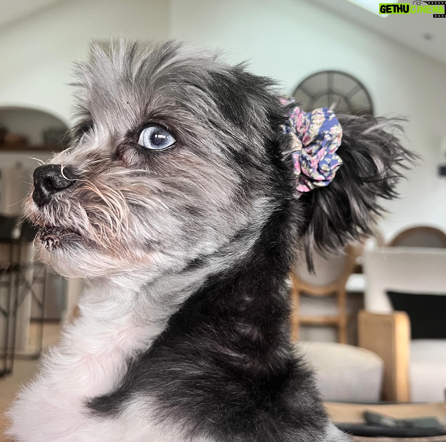 Laura Vandervoort Instagram - 🎉🥰🎉🎂 Frankie. Franklin. Bubs. Baby girl. Peanut. Franks. It’s your (approximate) birthday today. It’s your ‘Got You Day.’ 10 years ago today, @frankie_blueeyes looked up at me from an adoption rescue day in Los Angeles through @lhasahappyhomes 10 years ago we locked eyes. You were the loudest dog there. I asked if I could pick you up. When I did, you snuggled in and stopped barking &I knew it was you I’d been looking for. You made sure you got my attention (and you still do this) and I immediately asked if I could take you home that day. I wasn’t letting you out of my sight again. I was told they found you downtown Los Angeles under a bus stop. Your hair was matted to your face and overgrown. I wondered who could ever let you go. Your human eyes and your spunky personality. But it didn’t matter, because you found your way home. We have been through ALL of the ups and downs together. Traveled all over. You’ve been on movie sets, airplanes and more. You have been my constant companion. My joy. My baby girl. The vet said you were about 2 years old the day I brought you home, so today… you’re (about) 12! Wow, 12! You still have so much spunk and personality. You pee like a male dog & have the confidence of a Rottweiler. You bark at squirrels (and have caught 2 which made me panic but they got away 🤣.) You love to just sit in the yard and stare at the sky. You’ve made my life a thousand times better being in it. Taught me how to care for another living creature and how to be a little more patient. You’re my soul-dog. I’d do literally anything for you. My main goal in buying my first home was purely so that you would have a yard to sit in and stare at squirrels and birds, and you do. 🥰 Thank you for choosing me to be your Momma. Happy Birthday to the bestest girl. I love you with all my heart.